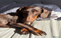 Miniature Dachshund dogs for sale: Loved Dachshund sadly ready for new chapter - Image 2