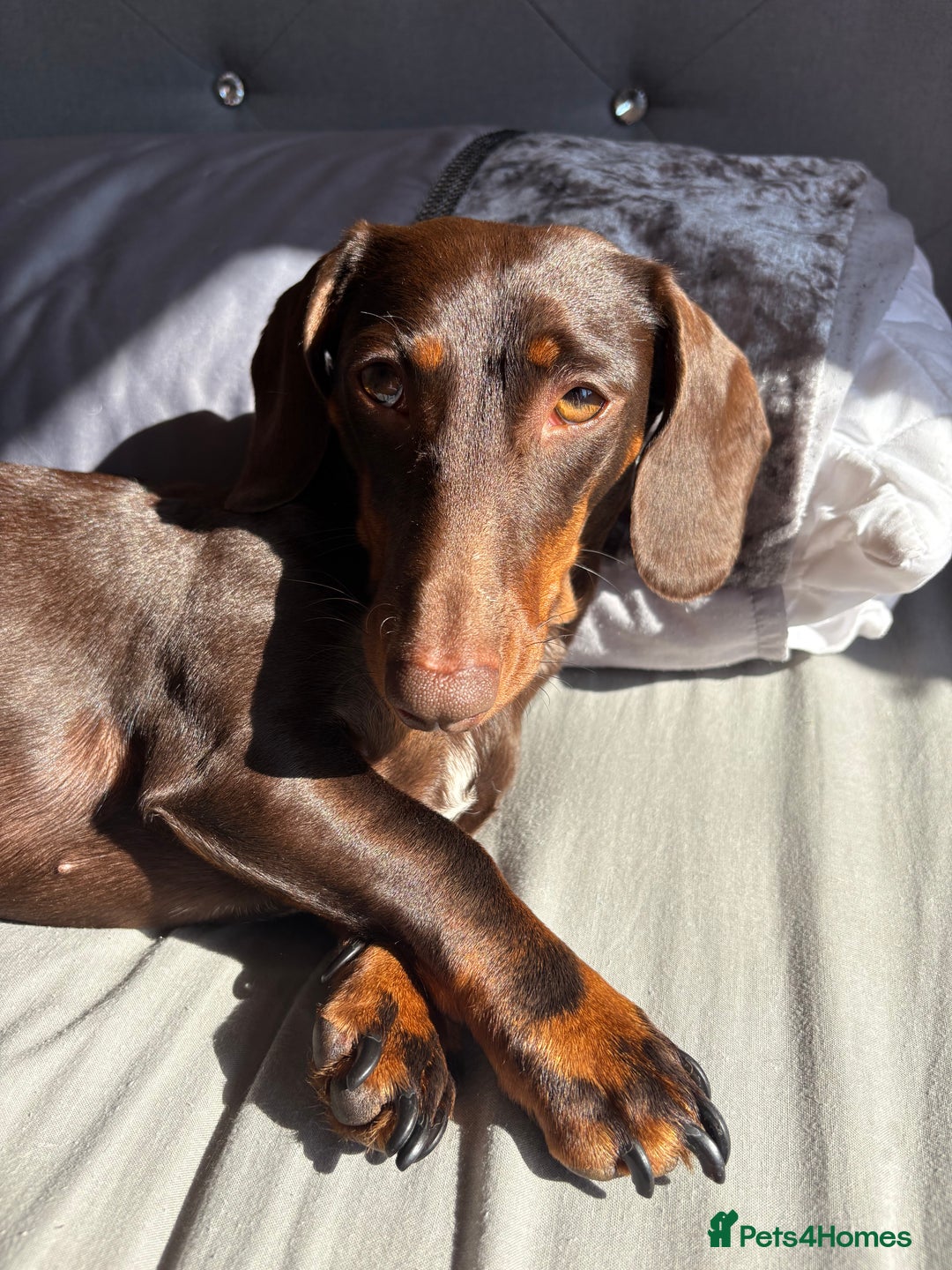 Miniature Dachshund dogs for sale: Loved Dachshund sadly ready for new chapter - Image 2