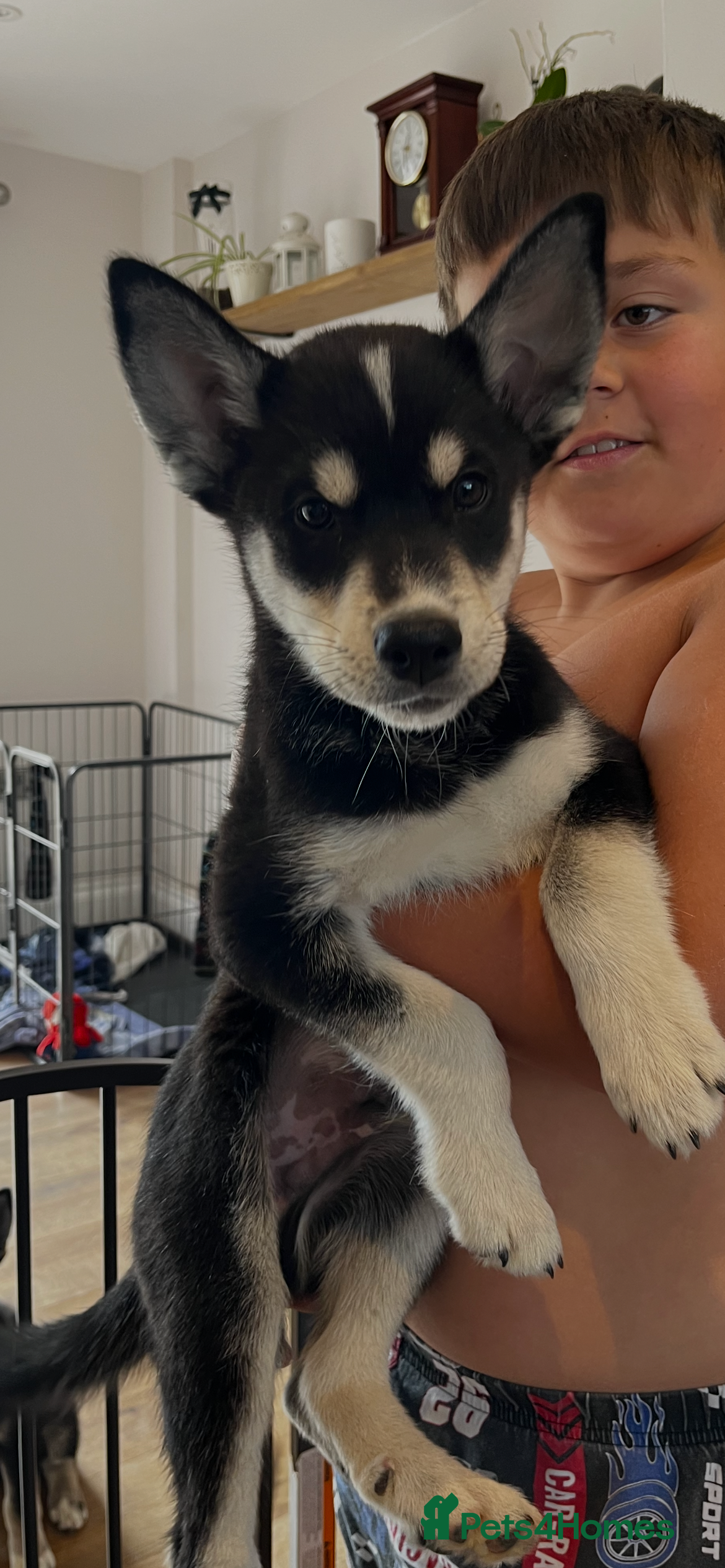Mixed Breed dogs Husky X Labrador puppies  - Advert 19