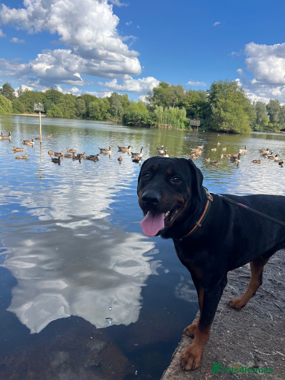 Dobermann dogs for sale: Handsome 2 year old Rotterman  - Image 3