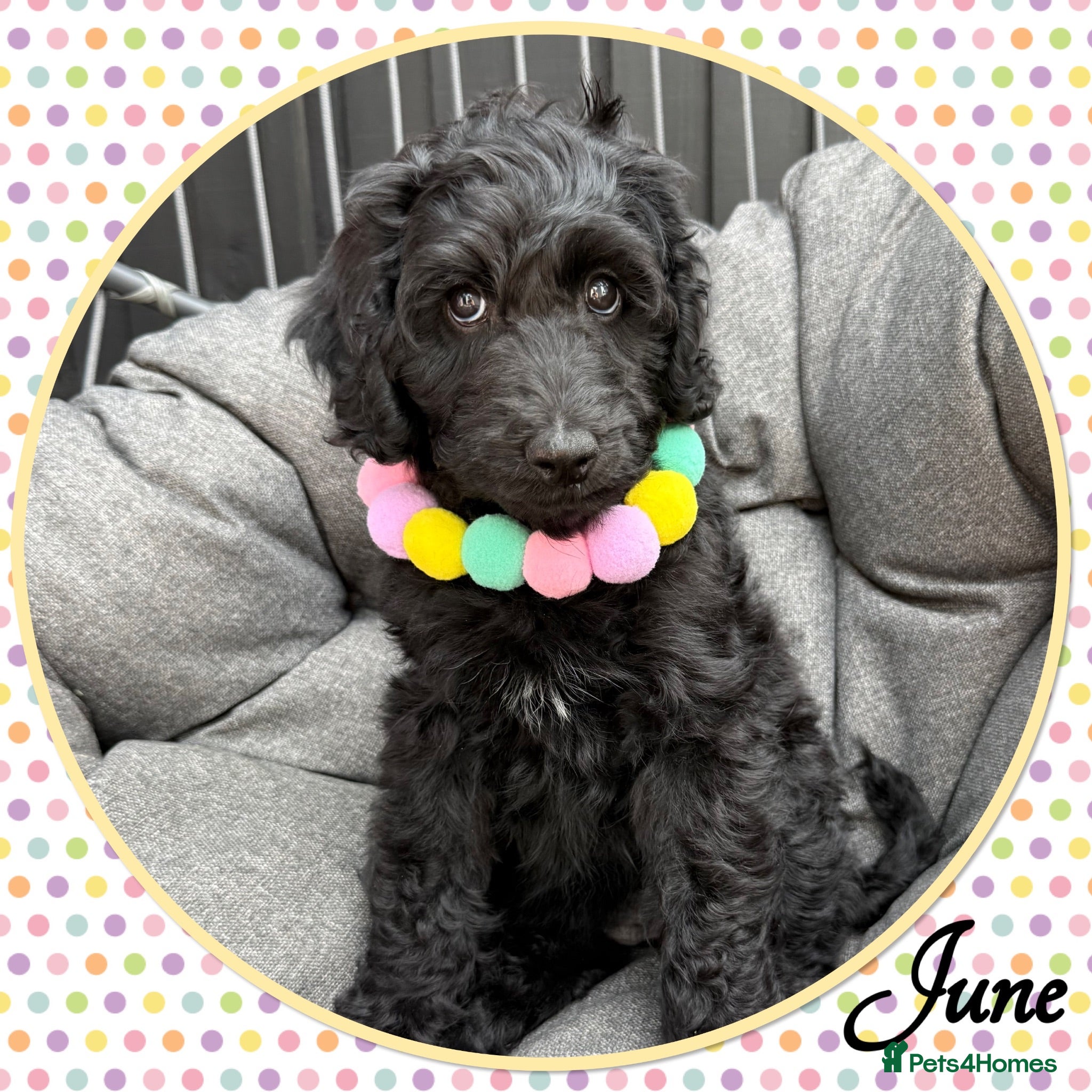 Labradoodle dogs 💐CAN STAY FOR HOLIDAYS💐RARE OPPORTUNITY💐 - Advert 1