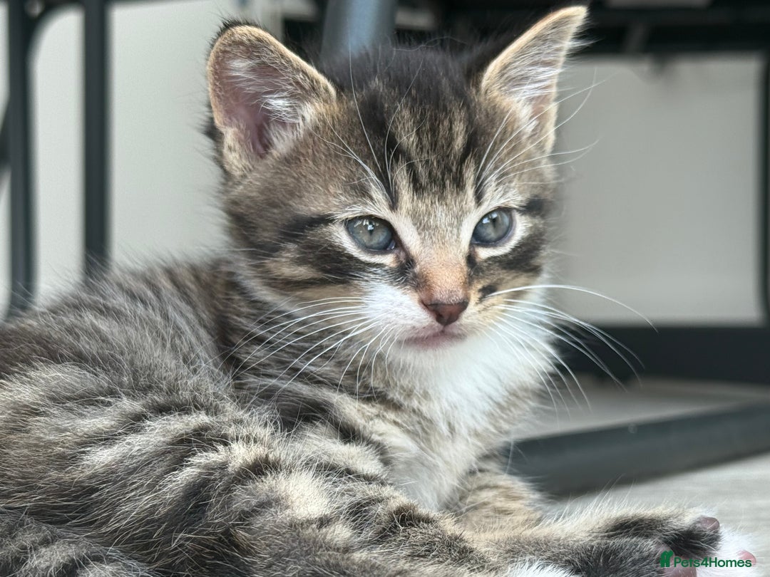 Mixed Breed cats for sale: Two tabby female kittens  - Image 2