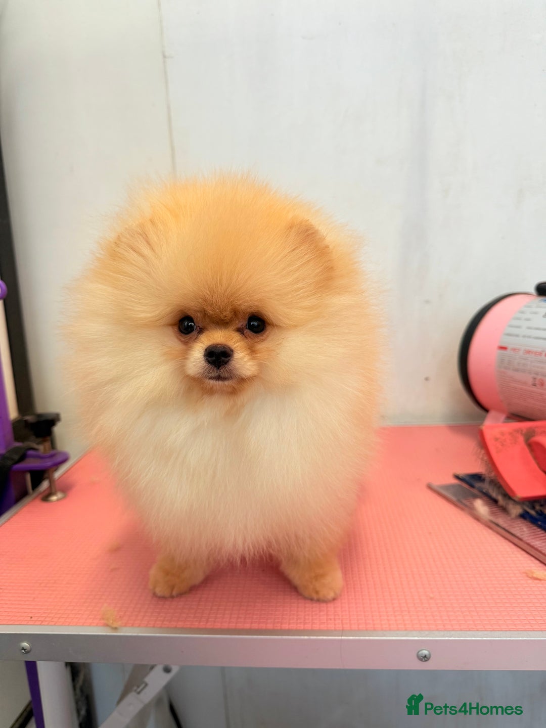 Pomeranian dogs for sale: Pomeranian  - Image 4