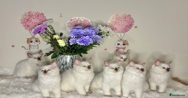 Ragdoll cats - Advert 6