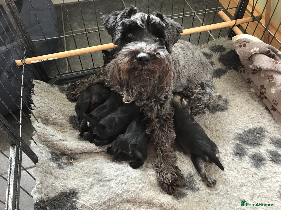 Miniature Schnauzer dogs for sale: 6 adorable Miniature schnauzer puppies  - Image 10