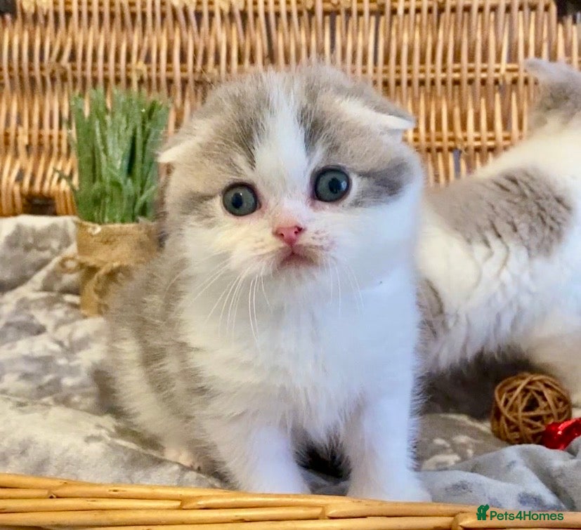 Scottish Fold cats 🧸😻CHAMPION LINE TICA ACTIVE SCOTTISH/BSH😻🧸 - Advert 4