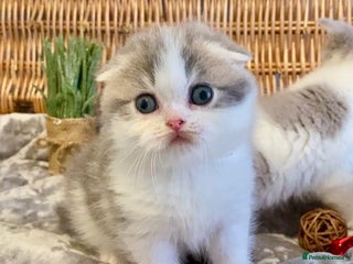 Scottish Fold cats 🧸😻CHAMPION LINE TICA ACTIVE SCOTTISH/BSH😻🧸 - Advert 4