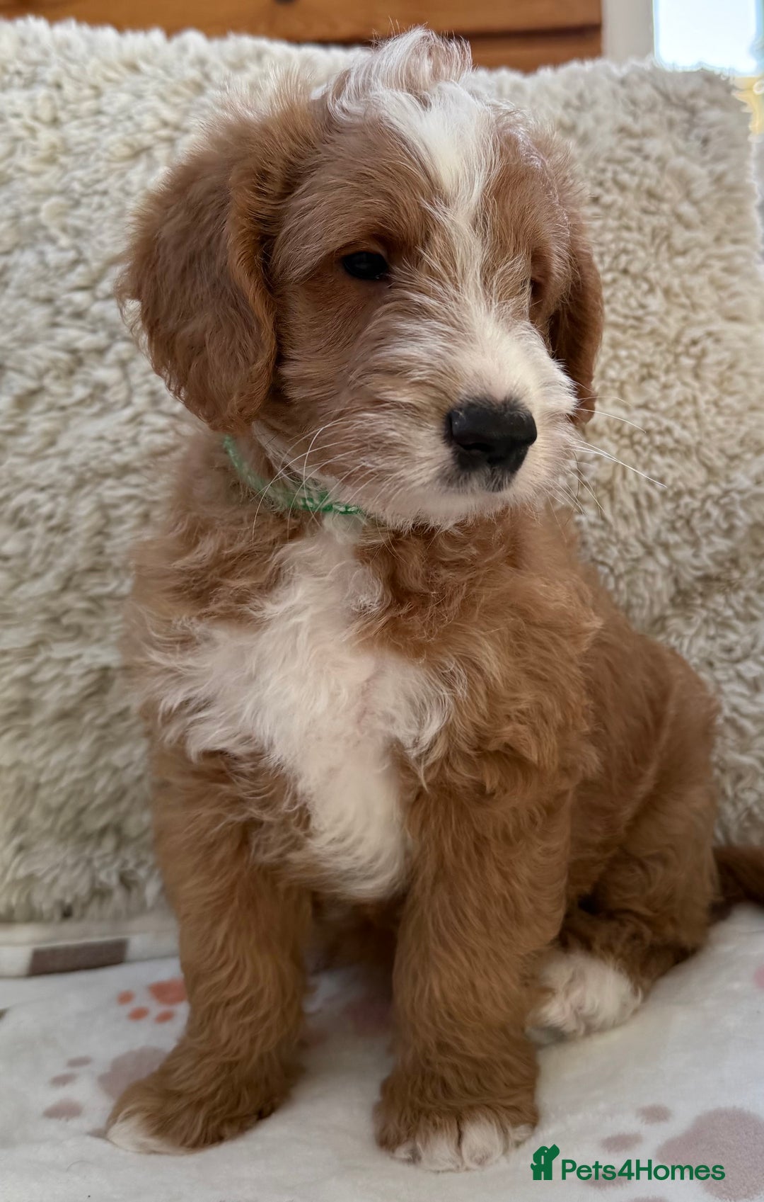 Australian Labradoodle dogs for sale: Australian Labradoodle Pups  - Advert 2