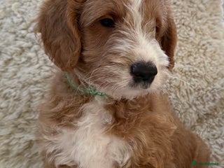 Australian Labradoodle dogs Australian Labradoodle Pups - Advert 11