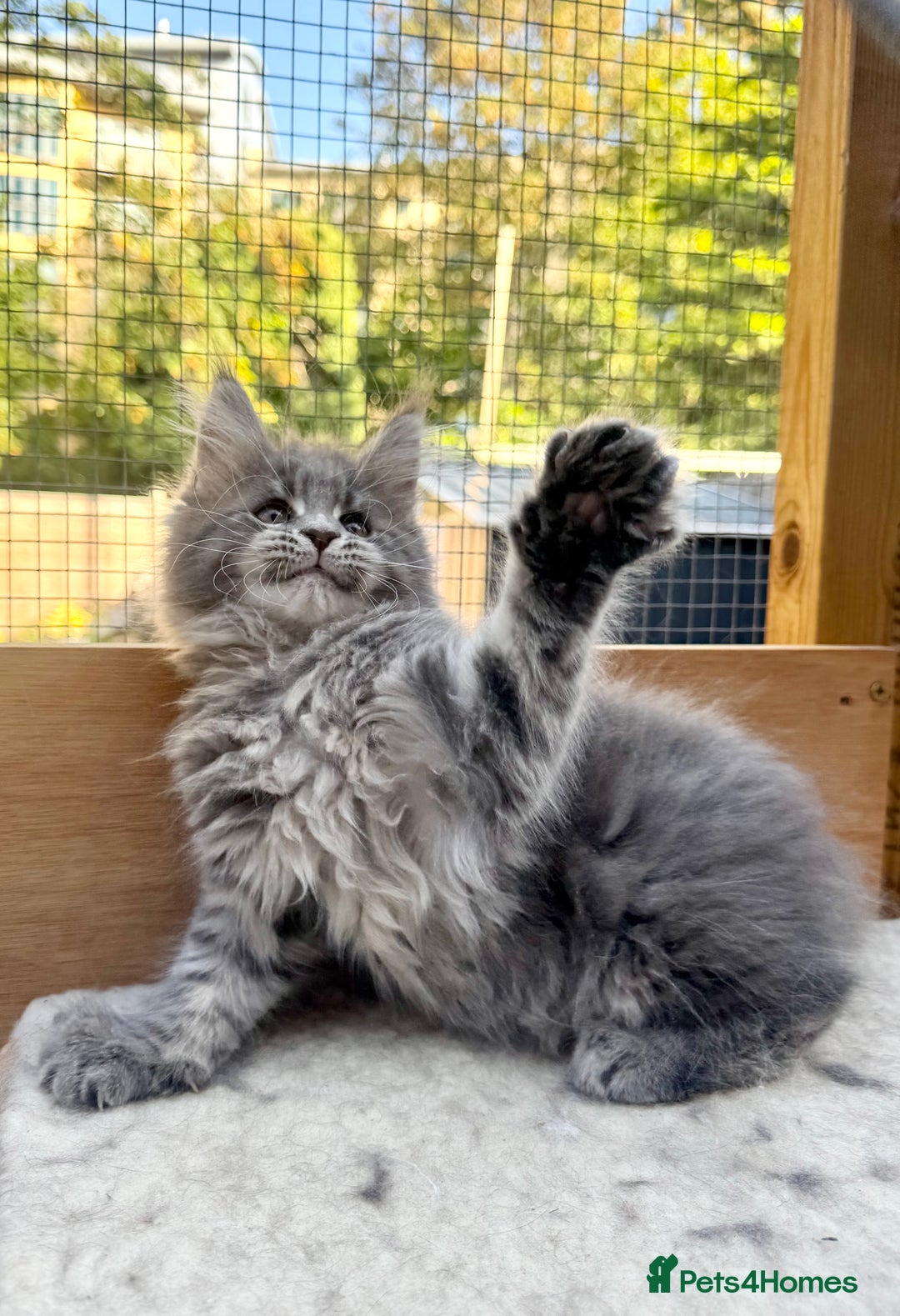 Maine Coon cats for sale: Champions- Bloodline Purebred Maine Coon Kittens  - Advert 7
