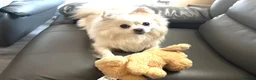 Pomeranian dogs for sale: Adorable Pomeranian Puppies Merle, Sable & Black - Advert 2