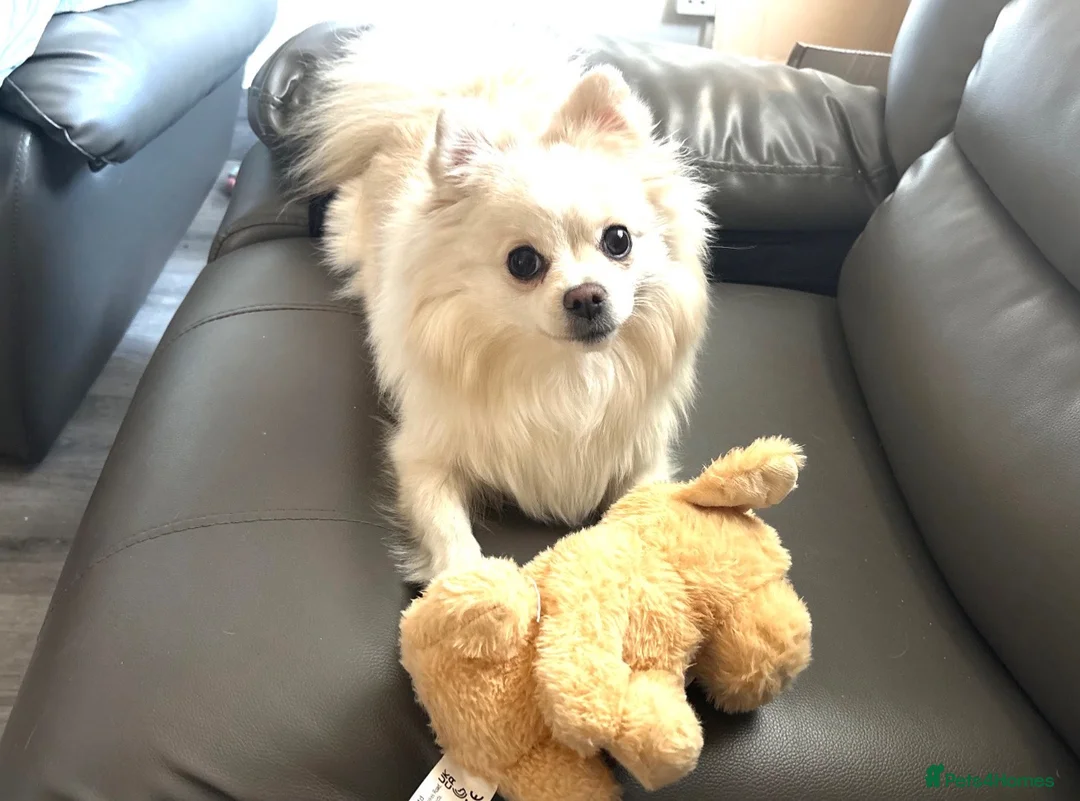 Pomeranian dogs for sale: Adorable Pomeranian Puppies Merle, Sable & Black - Advert 2