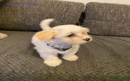 Maltese dogs for sale:  Adorable Maltese Puppies - Image 21