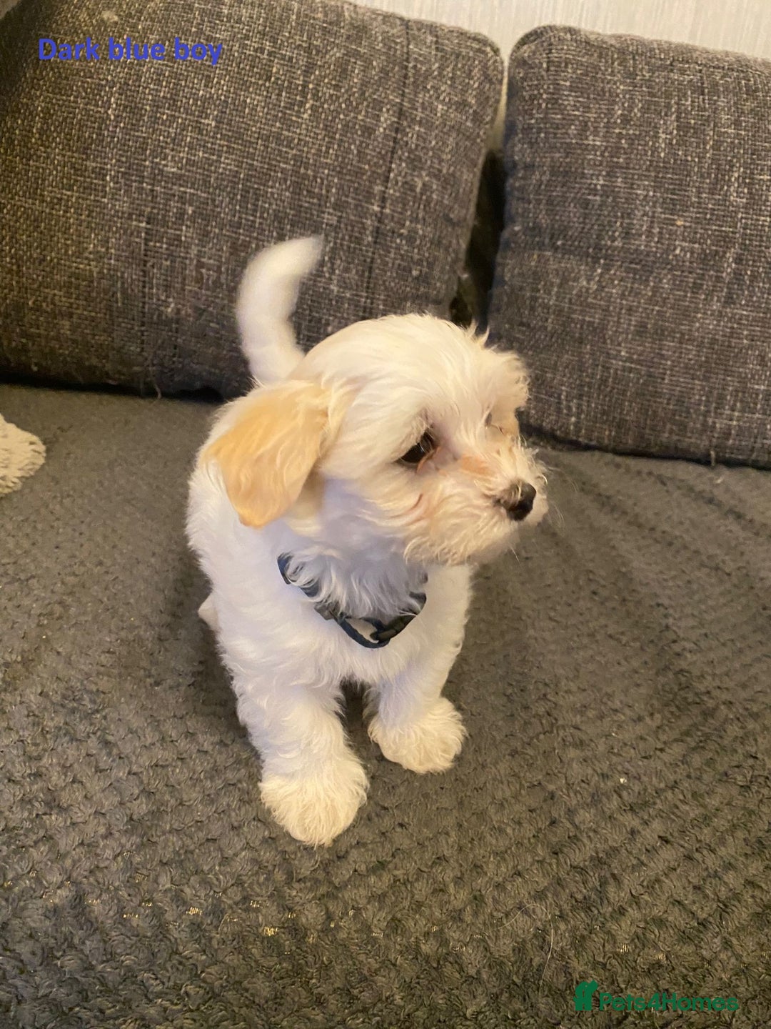 Maltese dogs for sale:  Adorable Maltese Puppies - Image 21