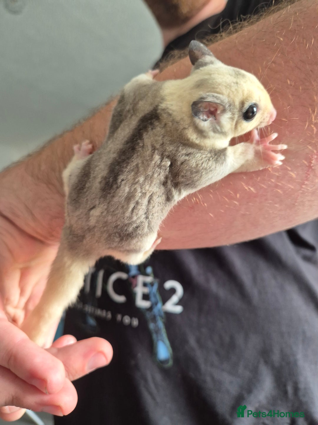 Sugar Glider rodents for sale: Breeding pair of  sugar gliders ready 13th sept   - Image 39