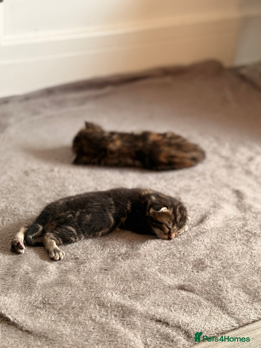 Siamese cats for sale: Lynx point Siamese  - Image 10