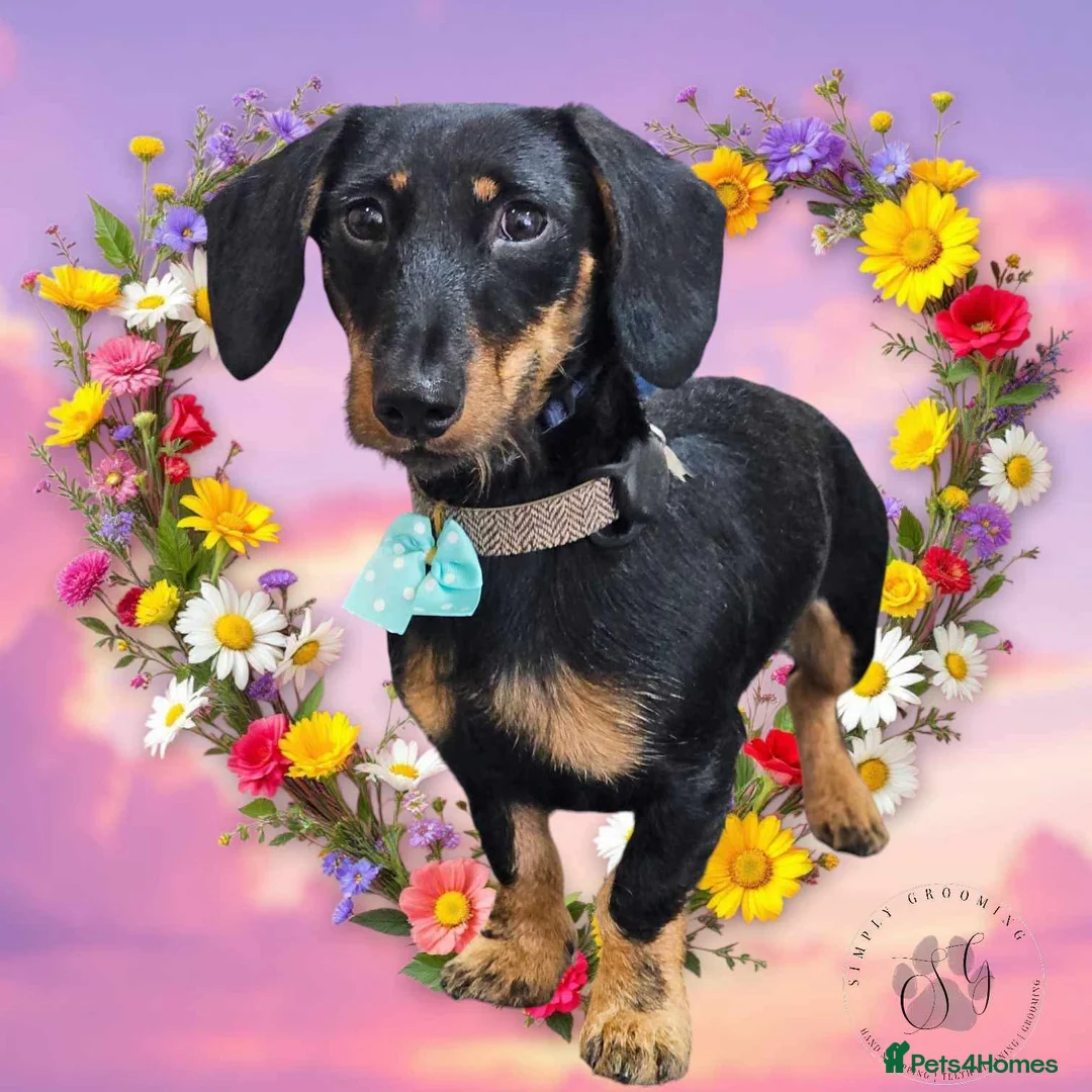 Dachshund dogs for sale: 1 year old male dachshund  - Advert 4