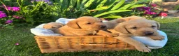 Labrador Retriever dogs for sale: Lovely Labradors  - Advert 3