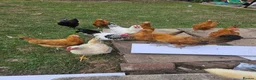 Hens poultry for sale: 3 month old  chicks in Nottingham - Advert 4