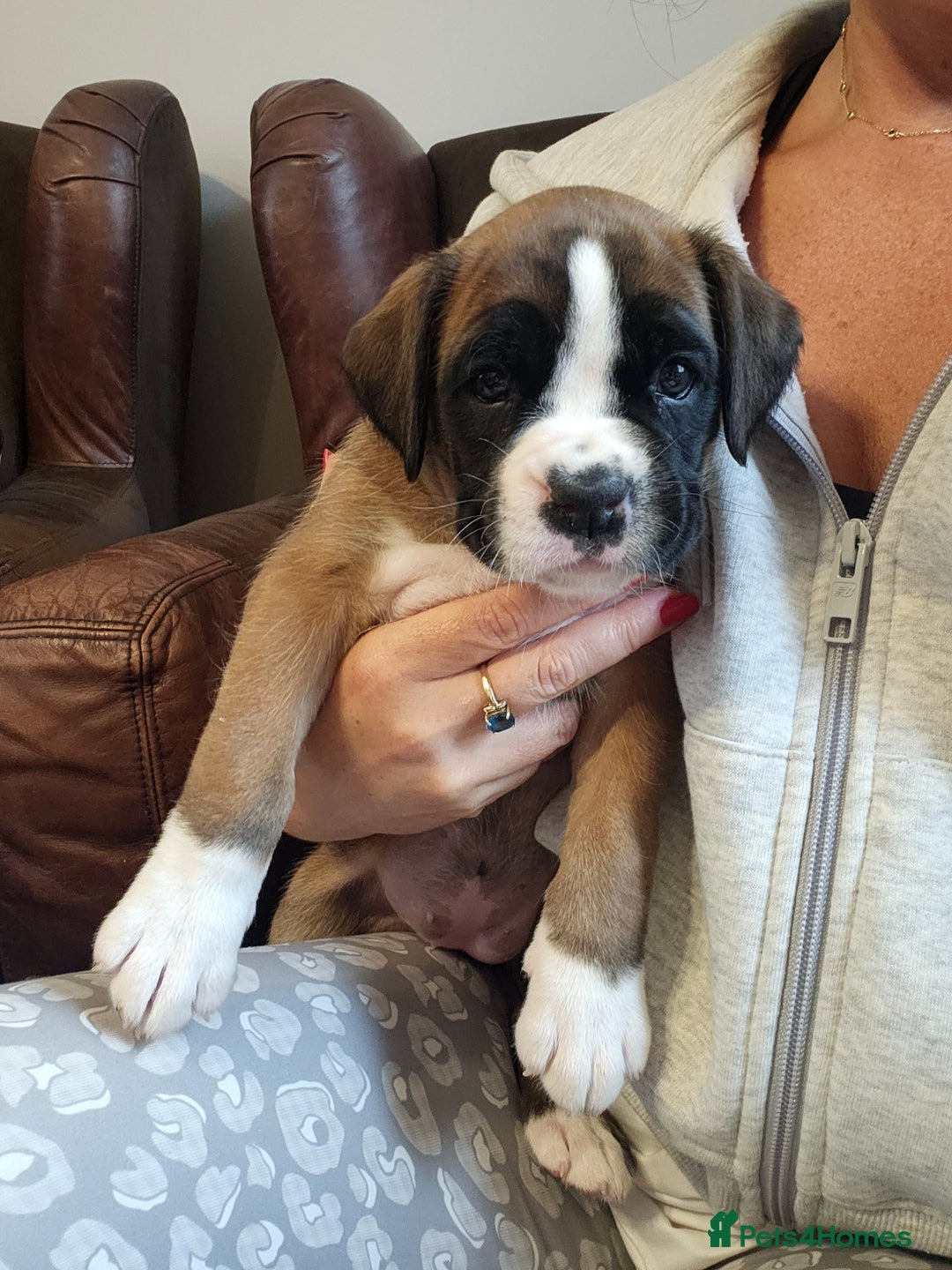 Boxer dogs for sale: 🌟🩷COI 0.5% KC REG BOBTAIL GIRL🩷🌟 - Image 39