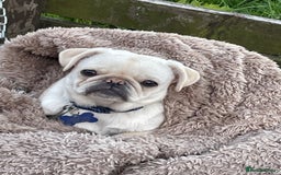 Pug dogs for sale: Pablo the pug  - Image 6