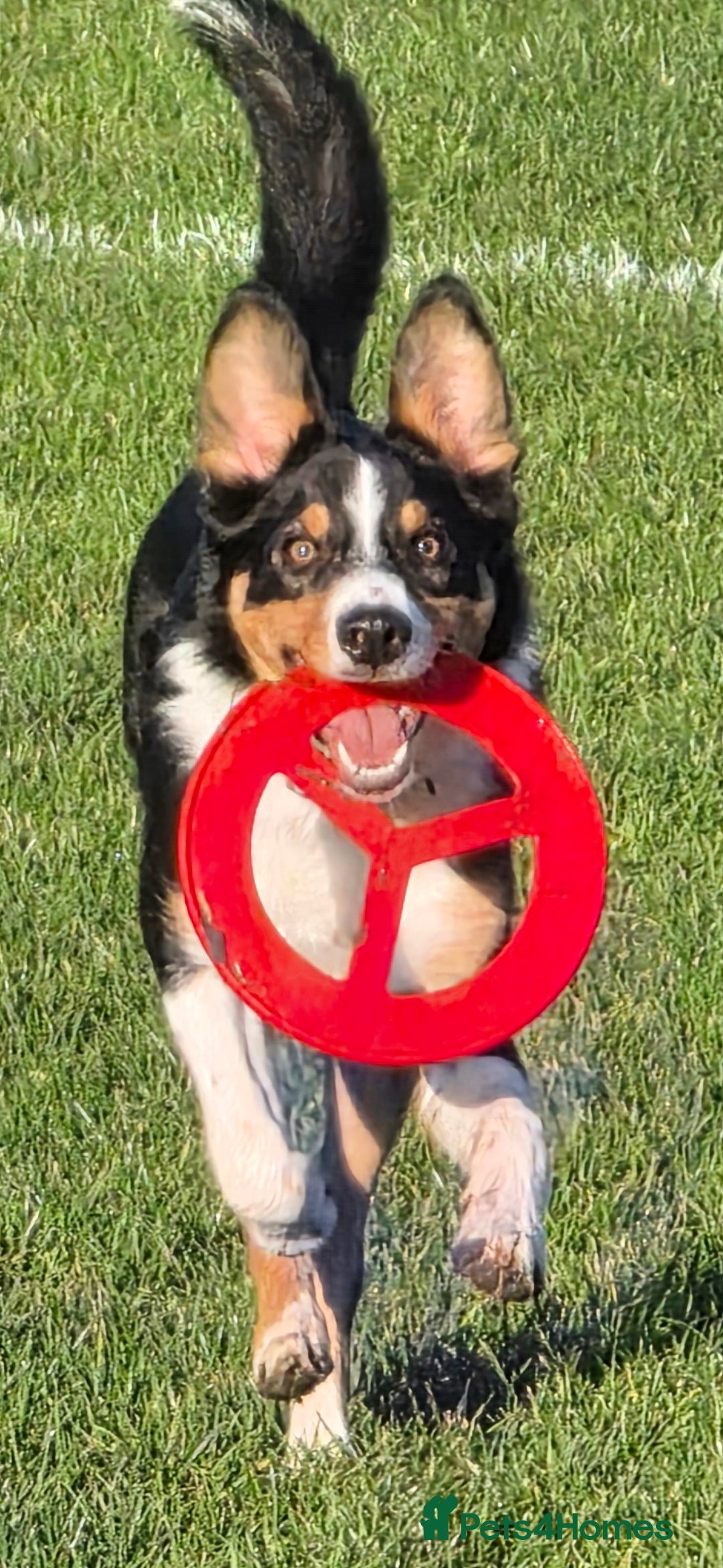 Border Collie dogs Enzo 9 month old male  - Advert 1