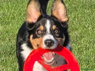 Border Collie dogs Enzo 9 month old male - Advert 1