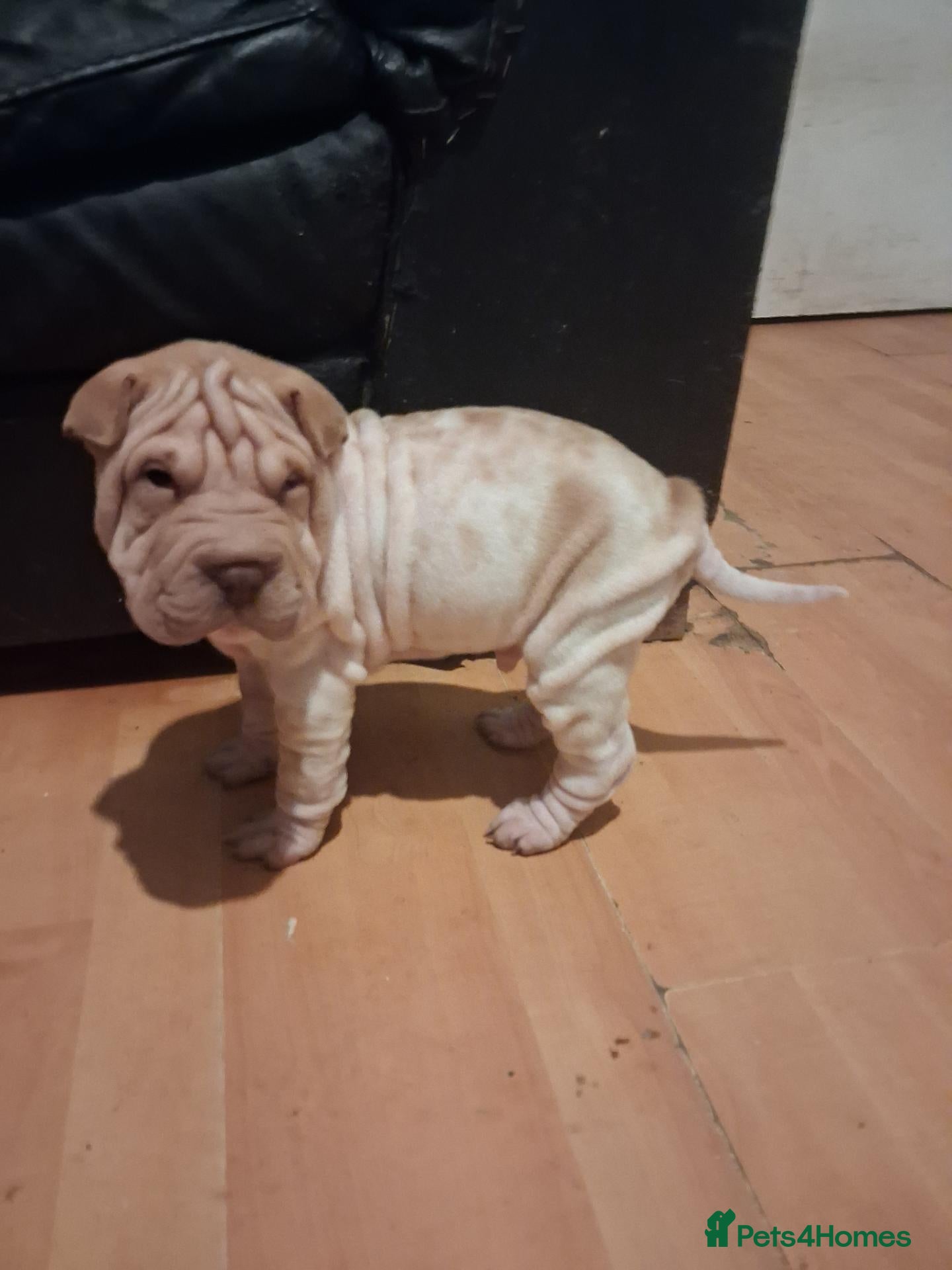 Shar Pei dogs Beautiful puppies ( shar pei) - Advert 3