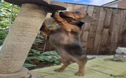 Miniature Dachshund dogs for sale: Excellent bloodlines mini smooth hair dachshunds  - Image 6