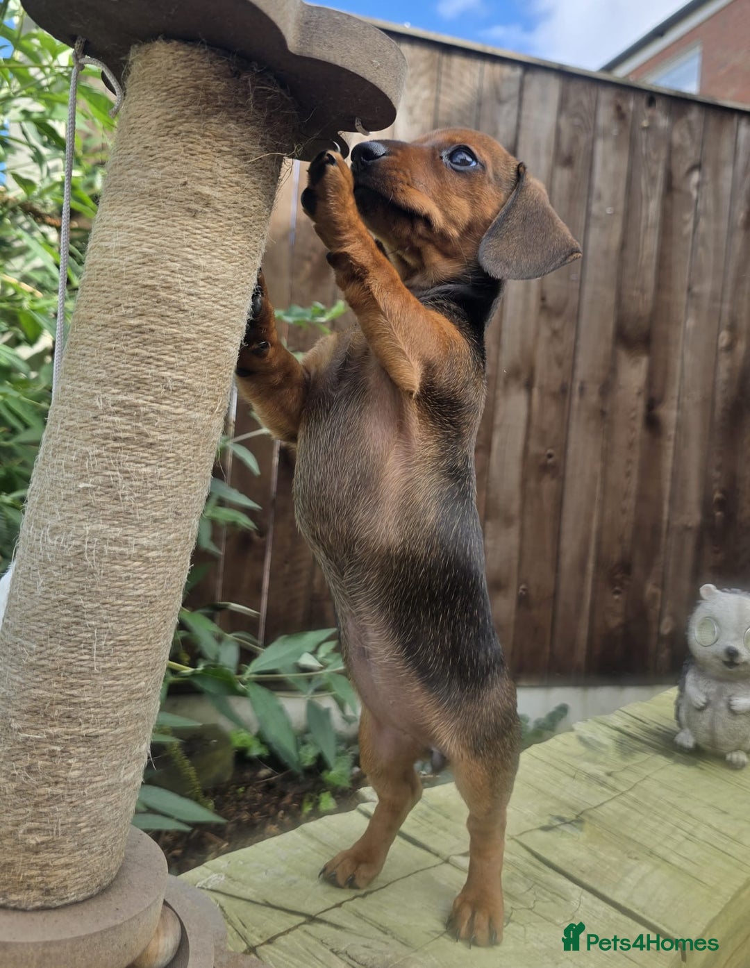 Miniature Dachshund dogs for sale: Excellent bloodlines mini smooth hair dachshunds  - Image 6