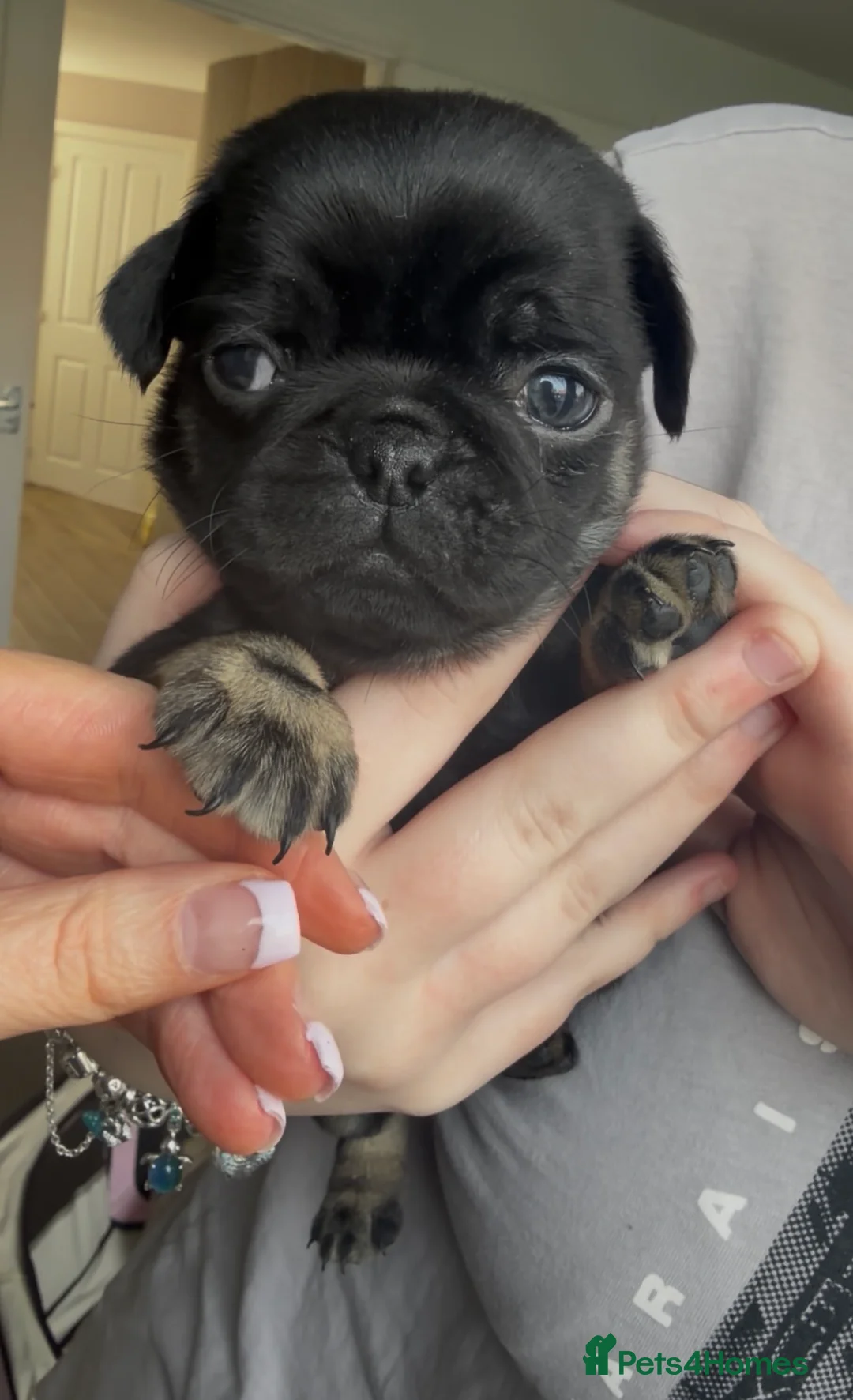 Pug dogs for sale: Pug puppies, all reserved apart from 1 girl.  - Advert 2