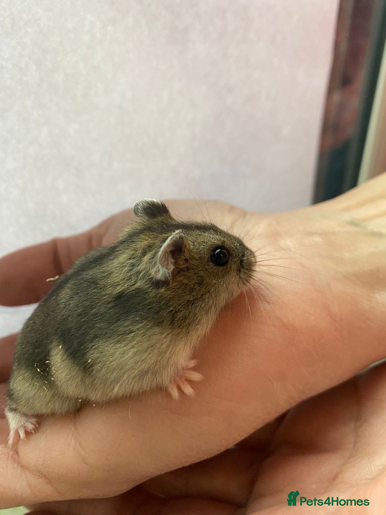 Hamster rodents Baby winter white dwarf hamsters ready now  - Advert 5
