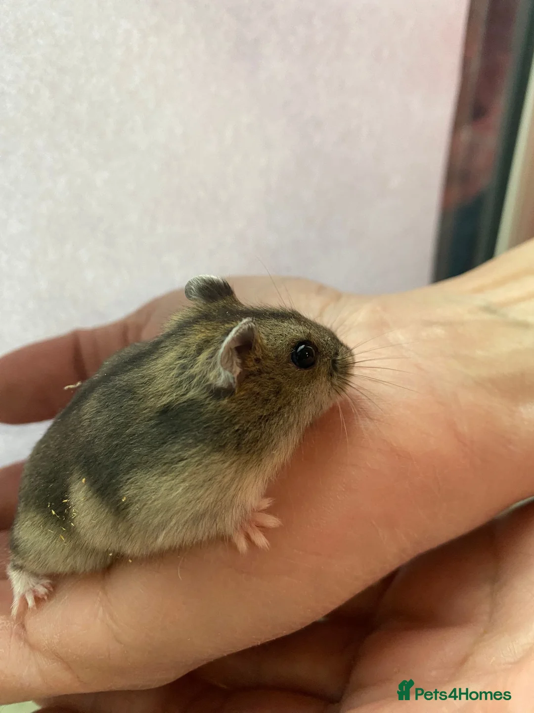 Hamster rodents for sale: Baby winter white dwarf hamsters ready now  - Advert 1