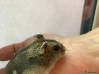 Hamster rodents Baby winter white dwarf hamsters ready now - Advert 5