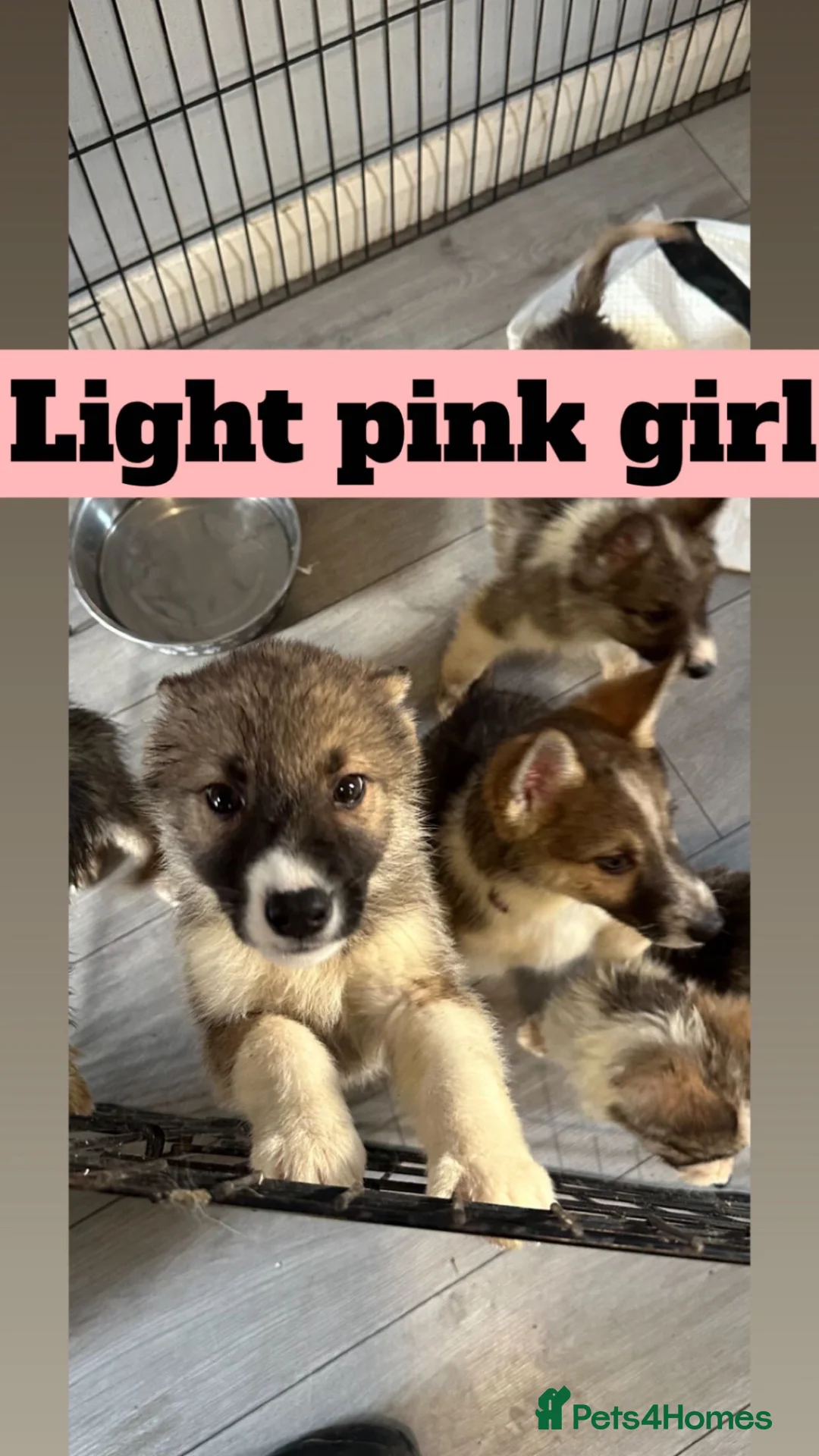 Shepsky dogs for sale: German Shepard X Siberian Husky  - Advert 1