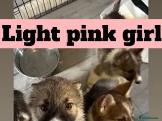 Shepsky dogs German Shepard X Siberian Husky - Advert 3