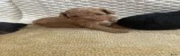 Cockapoo dogs for sale: Beautiful cockapoo pups  - Advert 10