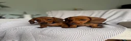 Miniature Dachshund dogs for sale: Last one KCreg Miniature dachshunds red&shaded red - Advert 8