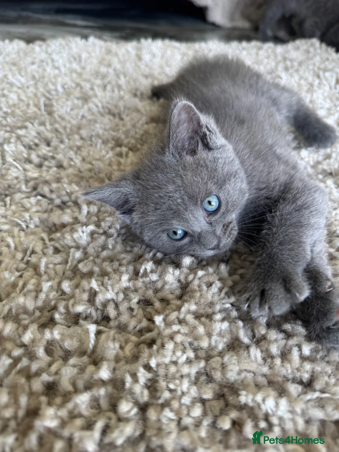 Ragdoll cats for sale: Smokey Grey Ragdoll X Kittens  - Advert 7