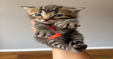 British Shorthair cats in Axbridge - Advert 13