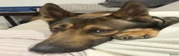 German Shepherd dogs for sale: Healthy German Shepherd Puppies - Advert 12