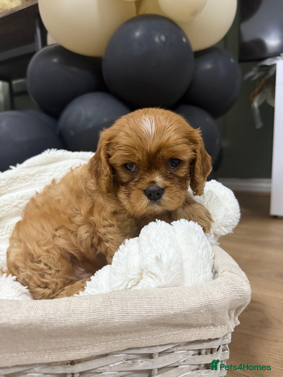 Cavalier King Charles Spaniel dogs for sale: ONE RUBY BOY LEFT Cavalier King Charles  - Image 12