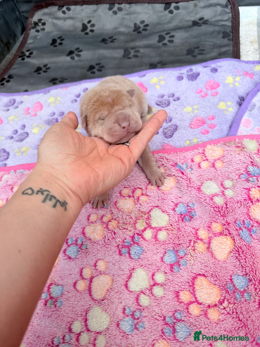 Shar Pei dogs for sale: Shar Pei Dilute puppies  - Advert 10