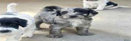 Sproodle dogs for sale: Rare Merle Sroodles Ready To Leave  - Advert 12