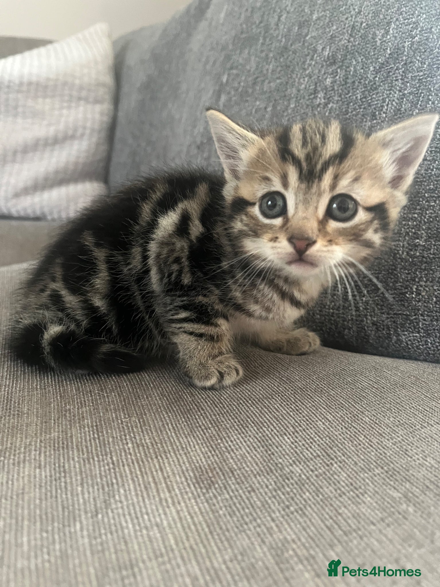 Domestic Shorthair cats 3 adorable kittens looking for their forever homes - Advert 6