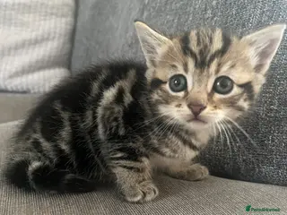 Domestic Shorthair cats 3 adorable kittens looking for their forever homes - Advert 6