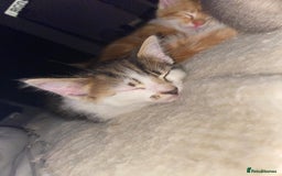 Mixed Breed cats for sale: Ready to go gorgeous male white tabby  - Image 1