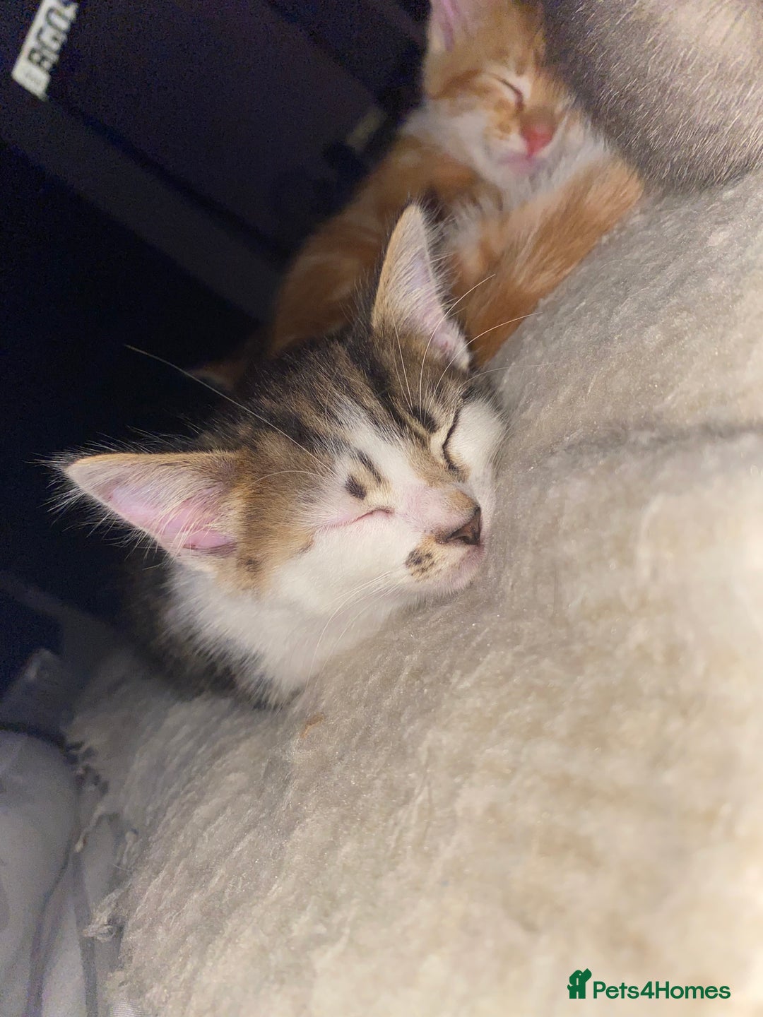 Mixed Breed cats for sale: Ready to go gorgeous male white tabby  - Image 1