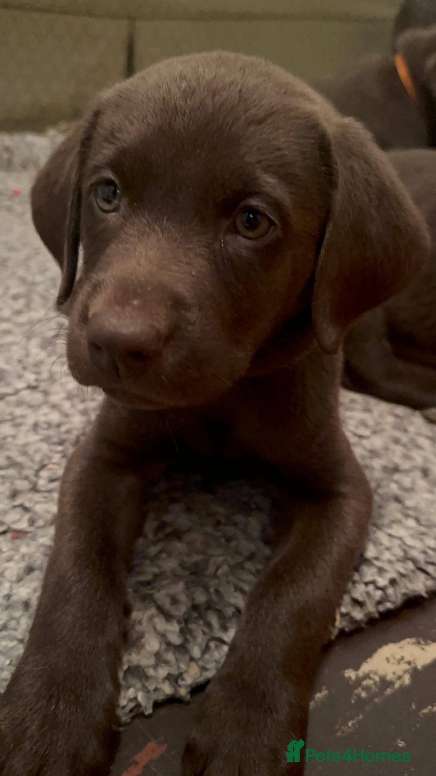 Labrador Retriever dogs Beautiful Pedigree Lab Puppies For Sale! - Advert 1