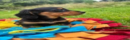 Dachshund dogs for sale: BEAUTIFUL LONGHAIR KC REG & PRA CLEAR MINI🩷💙 - Advert 20